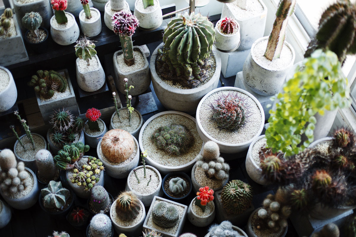 おしゃれに見える！ インテリアとして部屋に置きたい観葉植物の
