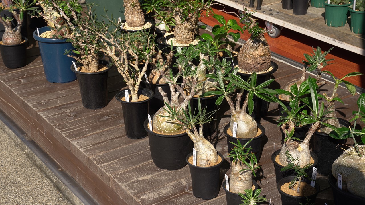 塊根植物、アガベ、ユーフォルビアなど男らしい植物が大人気！人気品種 