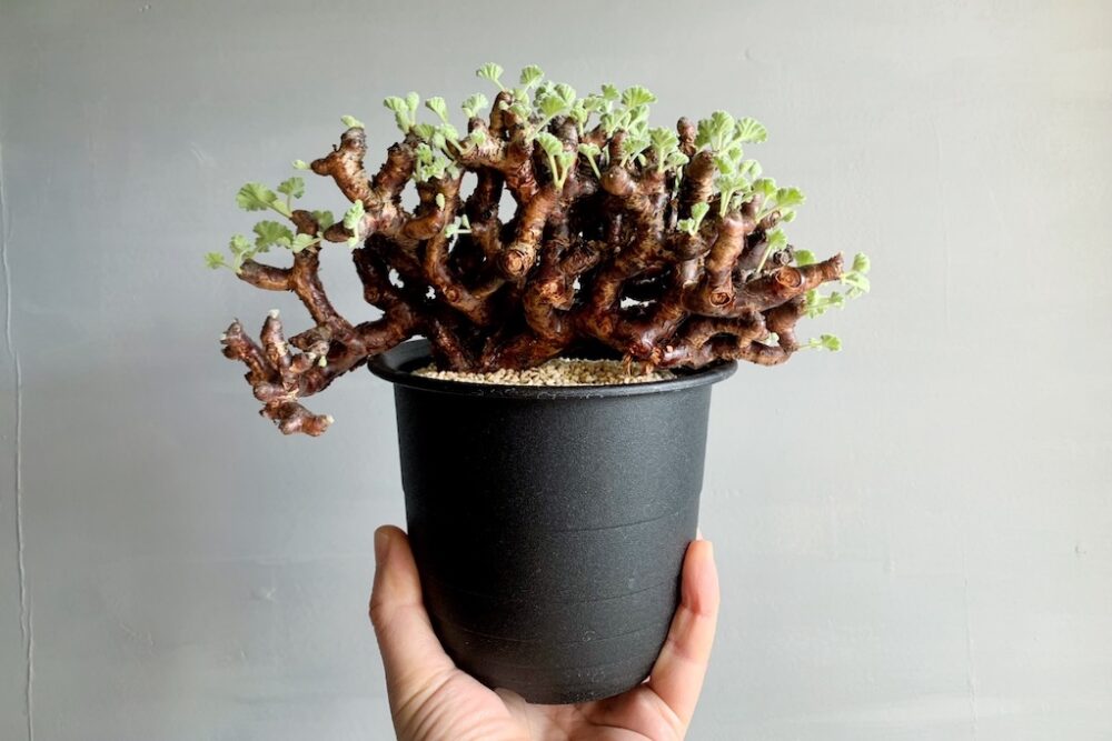 現地株 Pelargonium mirabile ペラルゴニウム ミラビレ 発根済 灌木