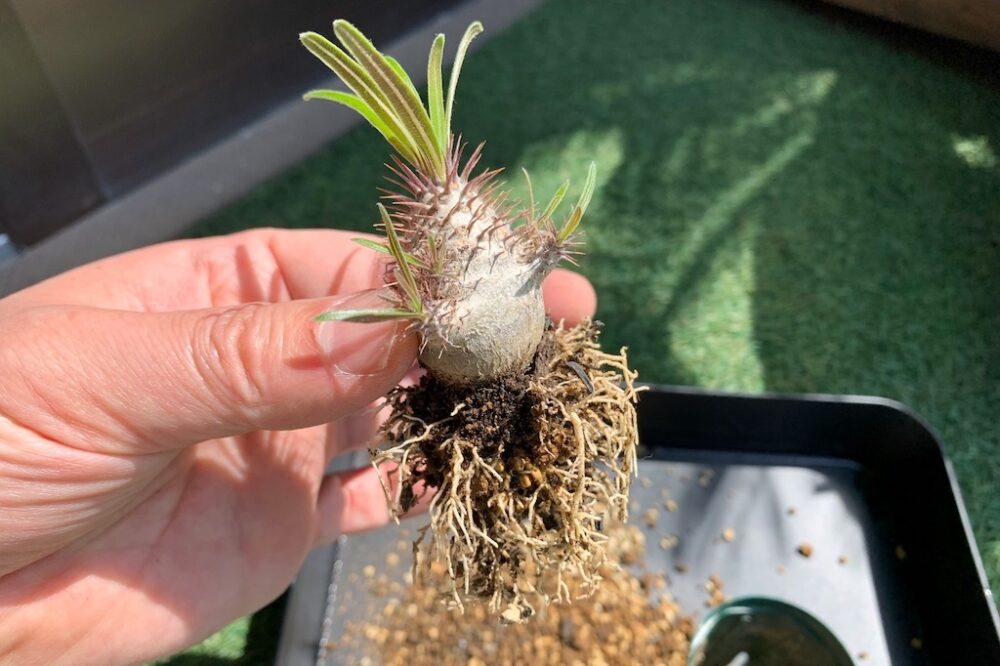 植え替えシーズン到来、パキポディウム実生株の植え替えレポート 