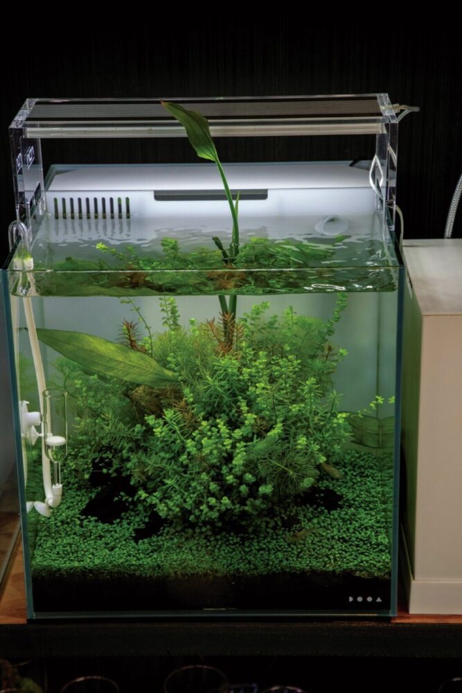 60ｃｍ水槽 川ありイモリウム - 魚用品/水草