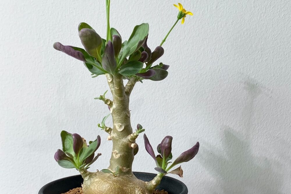 11珍奇植物‼️南アフリカ 植え付一年安定株 原産 オトンナ アルミアナ*へレー