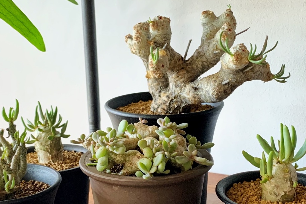 秋から春にかけて生育する冬型の塊根植物のなかでも人気の「チレコドン属」。
